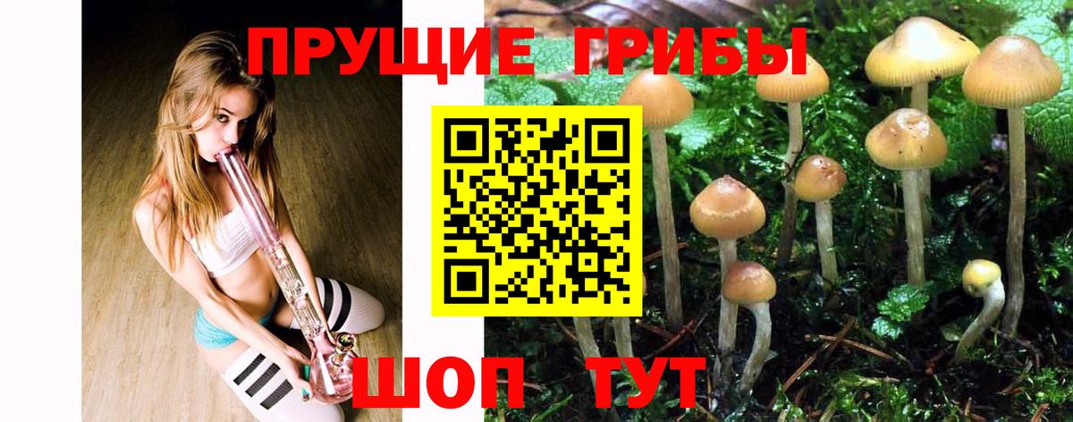 Зеленогорск  Псилоцибиновые грибы Magic Shrooms  Вход с VPN  Псилоцибиновые грибы Magic Shrooms 